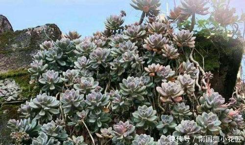 耐寒|3种普货多肉,耐寒又好养,冻一冻颜色更鲜艳,适合新手养!