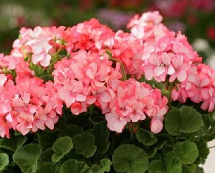 家养此款花卉，花大色艳胜玫瑰，花朵美艳，随便一养成花海