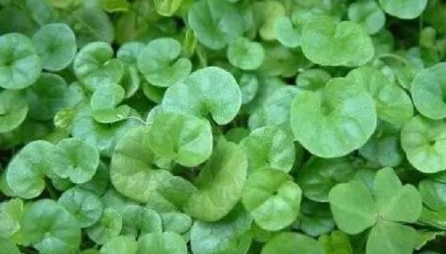 药草|乡下此药草,人称“解毒王”,可惜农民不识当它是野草,错过1宝