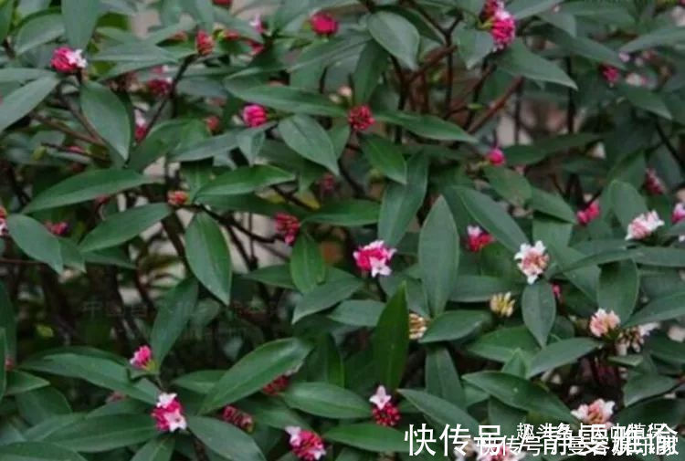 清热解毒|农村一种常见野草,有清热解毒的效果,现在很多人工种植