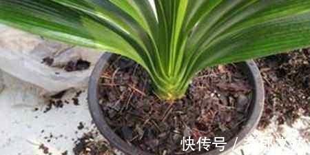 君子兰|君子兰什么时候换盆好?掐准时间,“憋”满花芽