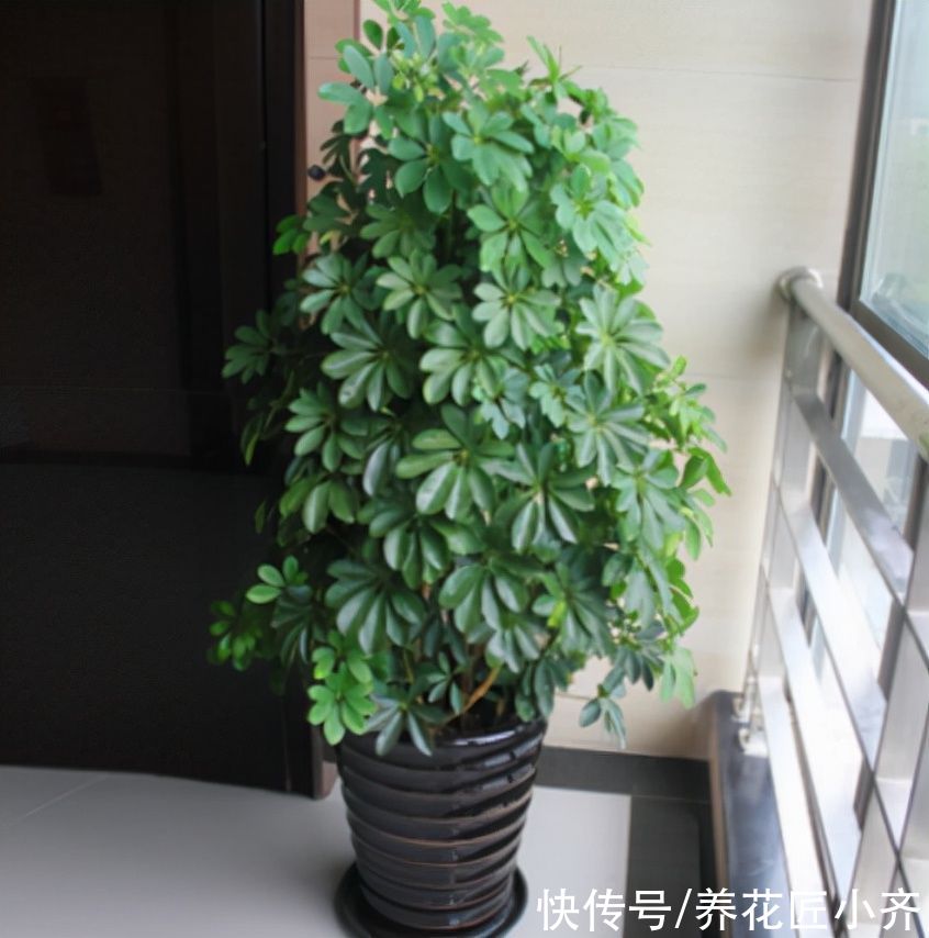 黄叶|如果你养着“大型绿植”，想要不落叶，不黄叶，把这4点做好