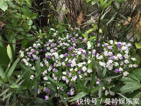 茉莉香|1种花有茉莉香,花儿同时开三色,一开300多天,新手养得好