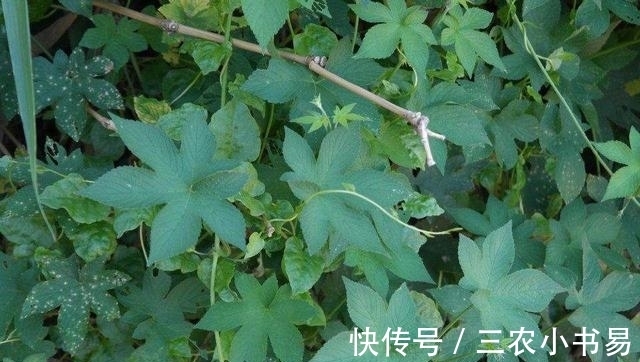 葎草|有种野草在山上人称“拉狗蛋”,狗看见都绕道走,是一味良药