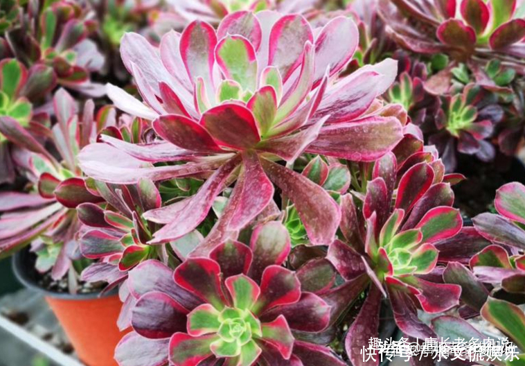 多肉孔雀和赤霞飞长得像吗不,它们无论是颜色还是叶形都不雷同