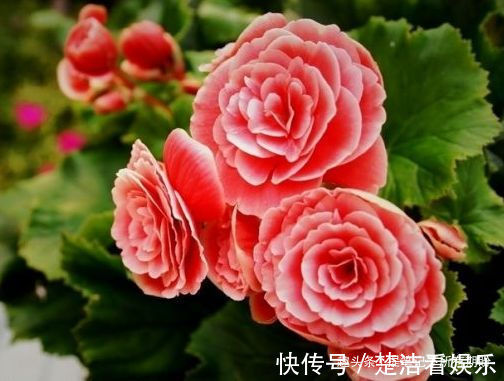 喜欢养玫瑰，就养盆“玫瑰精品”土星王阳台，丰腴婀娜，清香袭人