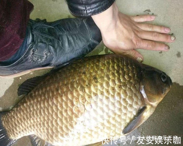 工程鲫的“哭泣”，满肚子鱼卵啥也生不出，为何钓不光吃不绝？