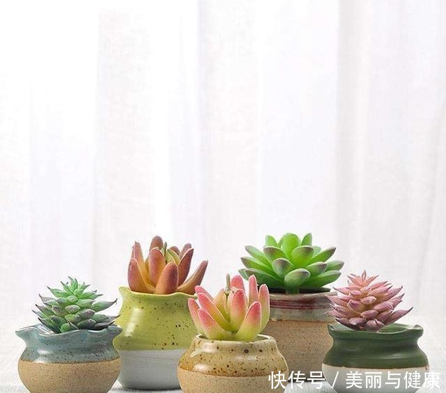 这几种花用大盆养反而不好，只顾着扎根不开花，赶紧换小盆！