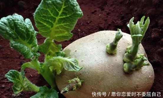 家里面买多了土豆长芽了,扔掉实在可惜,不妨试试这几个妙用