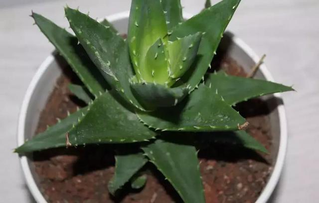 花再好看也别花钱买,浪费!只要随便捡几片叶子,落地就疯长