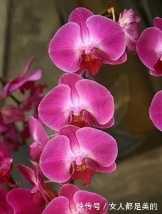 棘唇石豆兰|好丑!好臭!你没看错,我说的是兰花