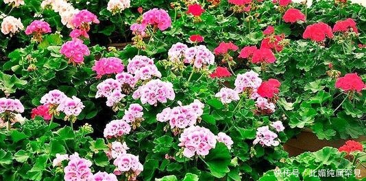 老花农养了3年天竺葵，春天多做三件事，阳台轻松变花园