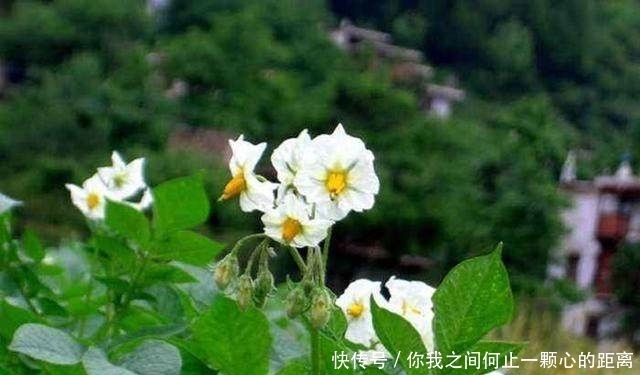 阳台上|这几种蔬菜种在阳台,好看又好吃,一年四季都不用花钱买!