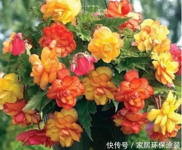 4种旺运花，吉祥添富贵，花朵迷人，阵阵花香，花朵大！