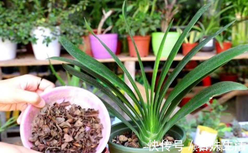 养君子兰,用3种“花土”,植株长得旺,叶子宽厚