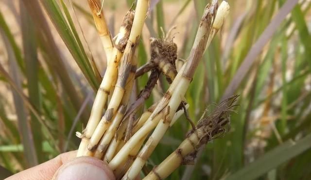 小时候吃过的农村野果,你还记得几个看这里童年的味道我知道