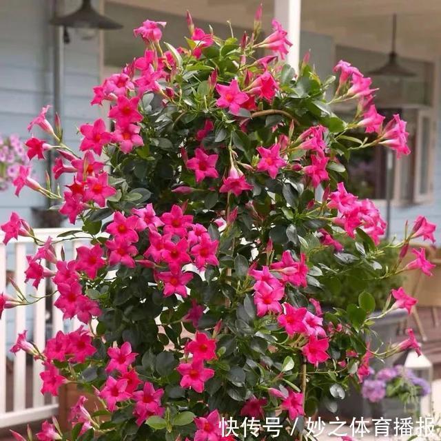 最爱晒太阳的8种花,越晒开花越多,阳台养几盆,开花成海