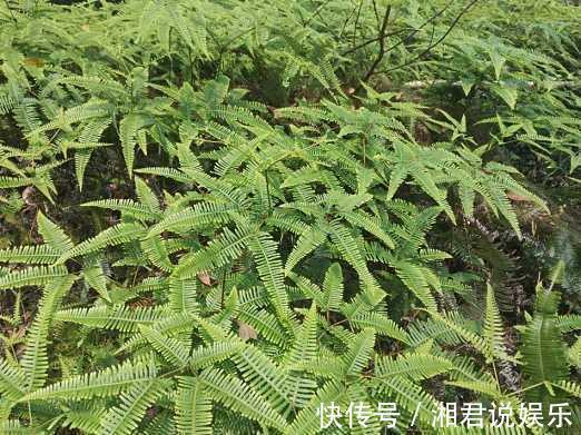 此植物叫芒萁,以前是烧火的好材料,现在被遗忘,越来越少见了