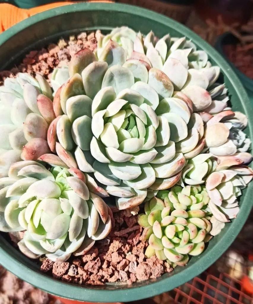 拼盘|多肉养在大盆里,就是豪横霸气,棵棵大得像白菜