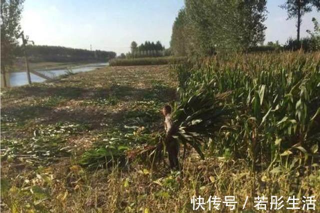 肠泻|在农村，农民都把它叫“仙草”，城里人也把它当成宝！