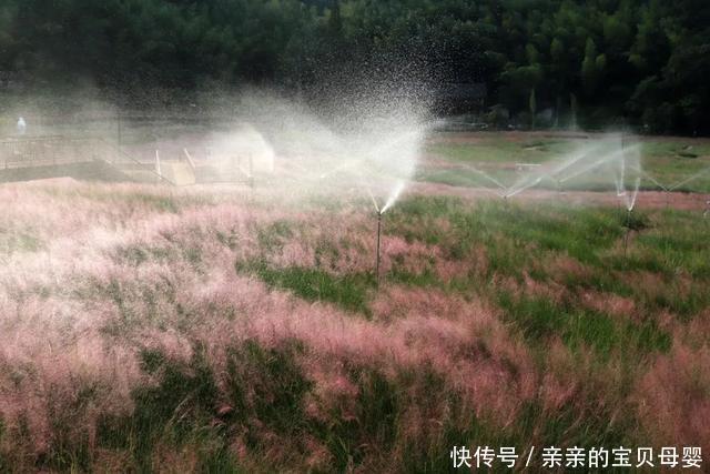 如梦似幻！这片3万平方米的粉黛乱子草花海开了