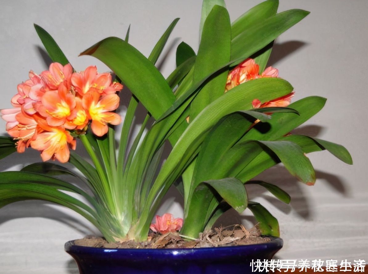 爆盆|阳台养君子兰，四季学会“巧浇水”，叶子绿油油，冬季开爆盆