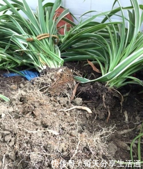 春季养吊兰,不必换盆,只用1个“方法”,叶子宽又绿,长爆盆!