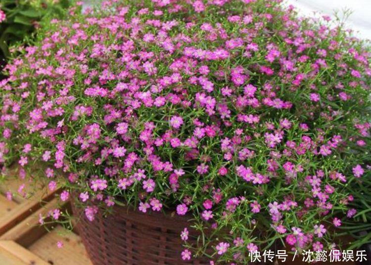 开花最香的4种花,家里养一盆,比牡丹还美,年年开花美翻