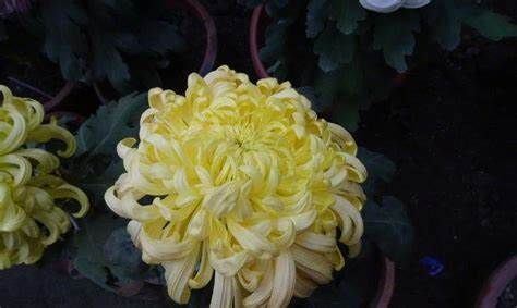 5种花,花色繁多,花朵艳丽,值得拥有