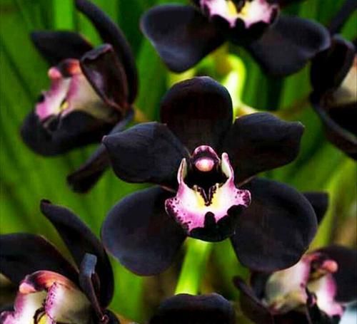  兰花|矮种墨兰“黑雪姬”，黑杆黑花，香味浓郁，自带仙气，新手也能养