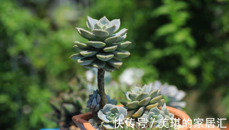 改正|多肉叶子一碰就掉,原来是1件事做错了,及时改正植株健壮长势好