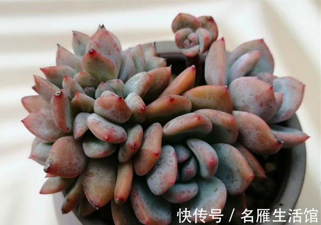 普货|贵多肉不等于好多肉，盲目追求特殊品种，很可能收获空盆