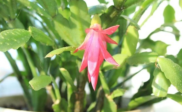 尴尬了!嫁接几个月的蟹爪兰,就是不生长,原来要用“它”才行!