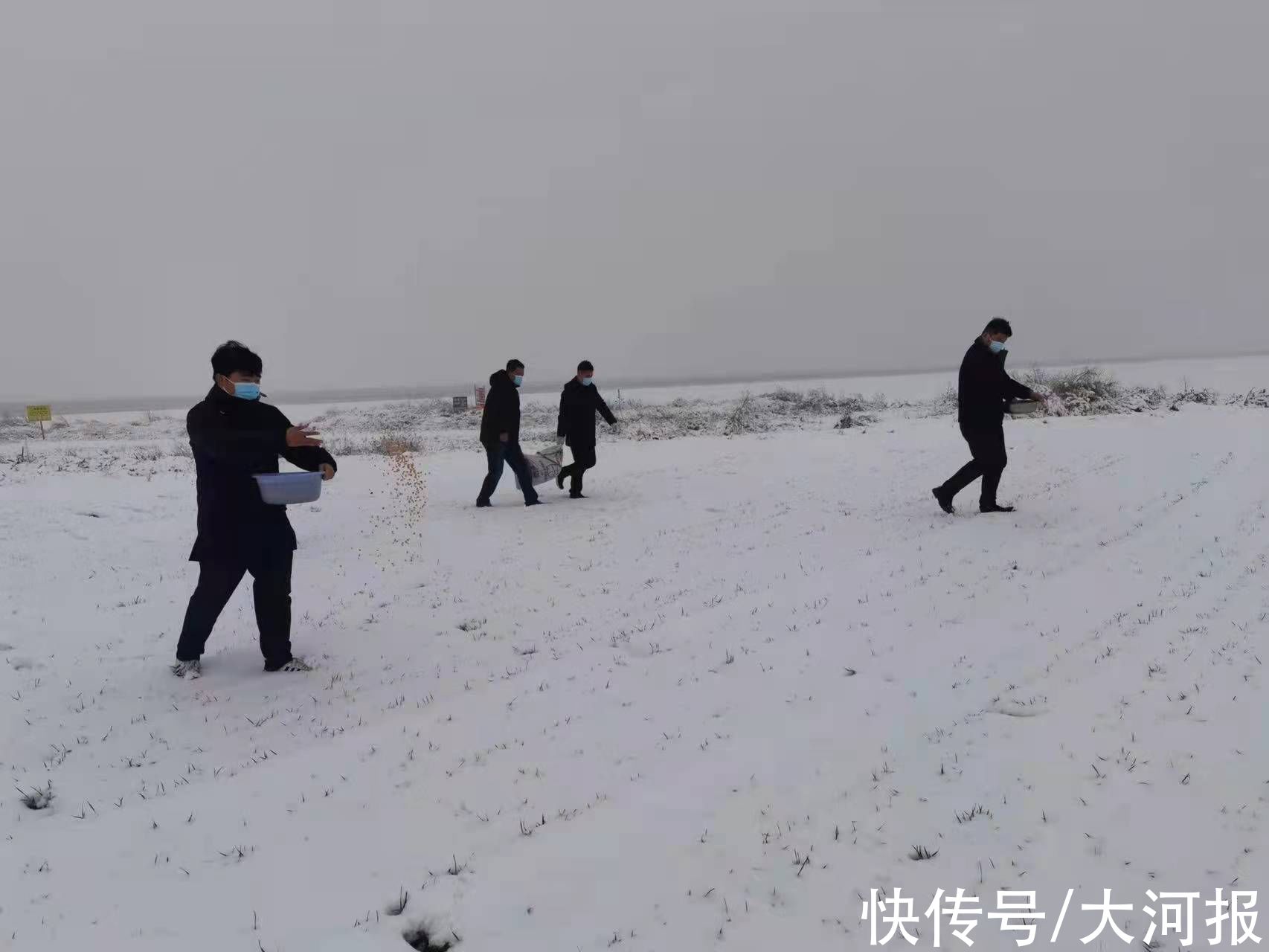 中牟县林业局|雪落黄河滩、候鸟不飞尽 林业部门为它们送“口粮”