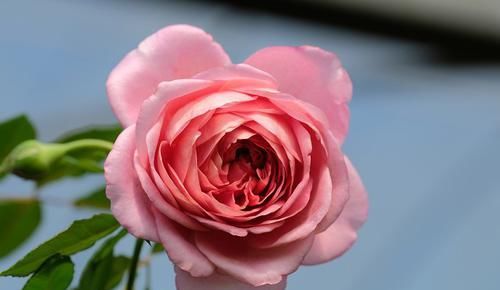  养护|超美艳的3种花，花朵又美又香，四季开花，养护简单，新手也能养