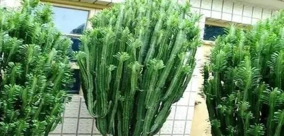 客厅养上“3种花”,大气又美观,关键“旺财又养人”,值得养2盆