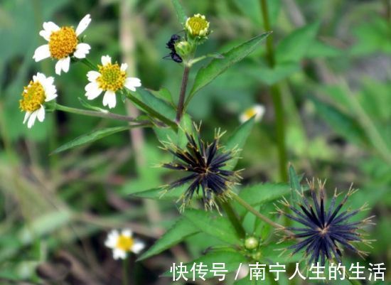 野草|农民从不碰的野草,却深受医生喜欢,人称“跟人走”,你认识吗