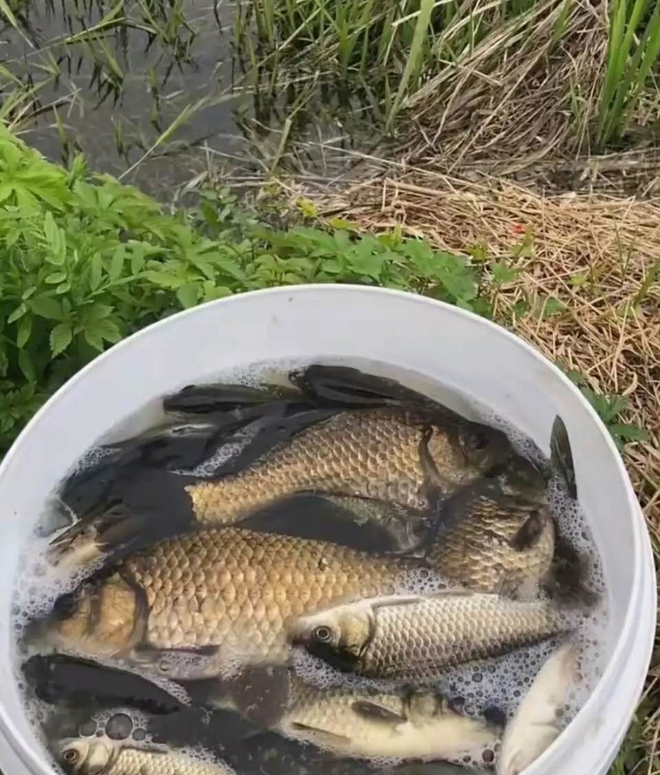 鱼儿|窝里鱼很多就是不开口？分析不开口原因，解决后大概率狂口！