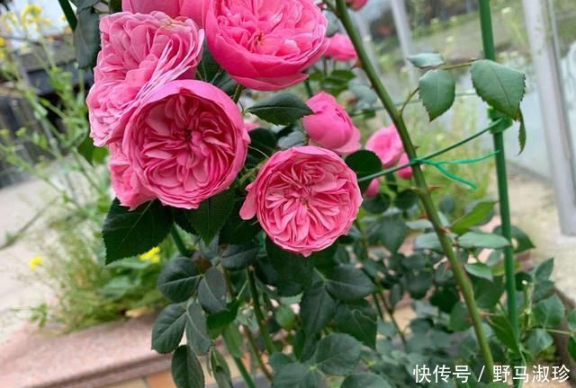 此花浑身都是宝,在养生方面有很高的营养价值,快去阳台种两盆