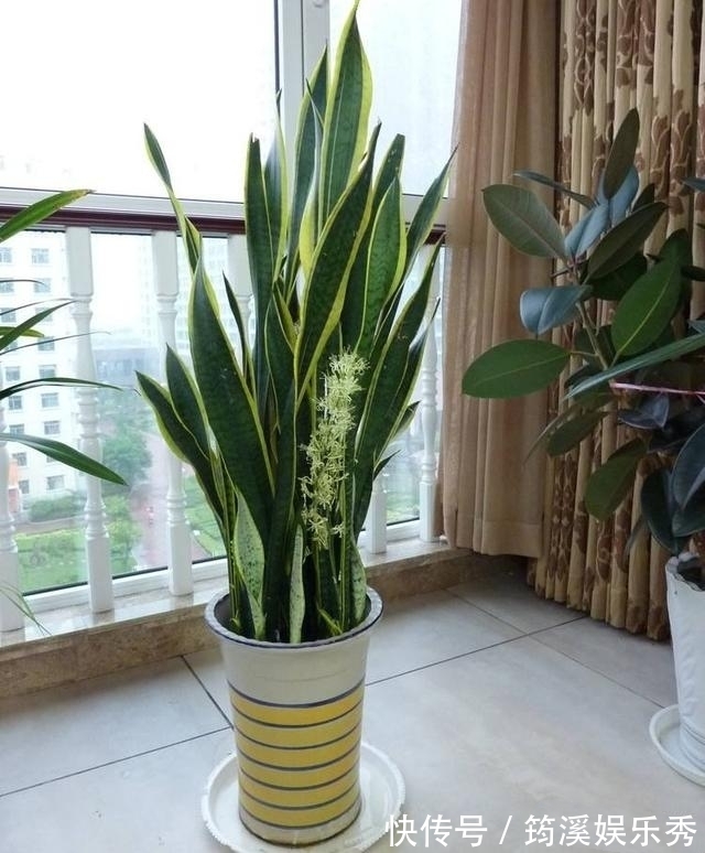 5种“大叶花”轻易不开花,开花就带“好兆头”,养一盆你就赚