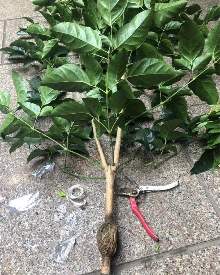 母株|养花技巧:给花切个小口子,埋土里100%生根,根本不用扦插!