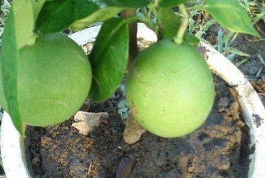 吃剩的3种水果籽扔盆里，学会此样做，轻松养成盆栽果树