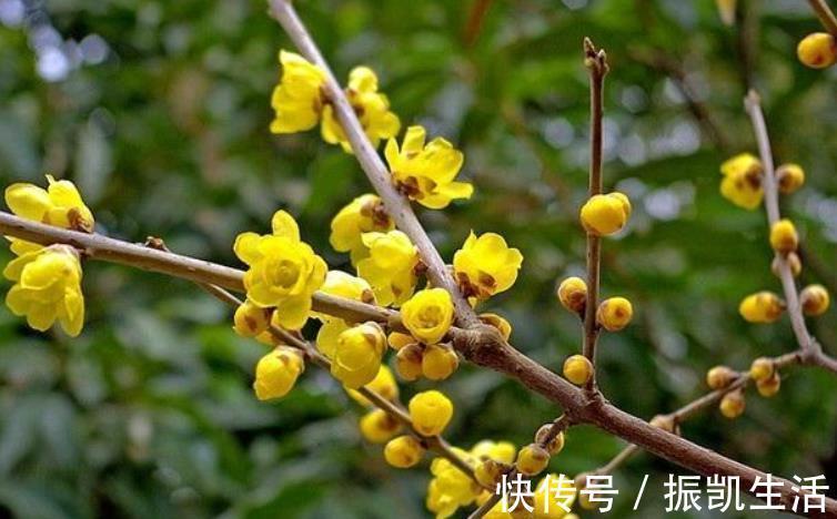 叶片|5种花冬天再冷也不怕,年前搬进室内,过年就开花,喜庆又漂亮!