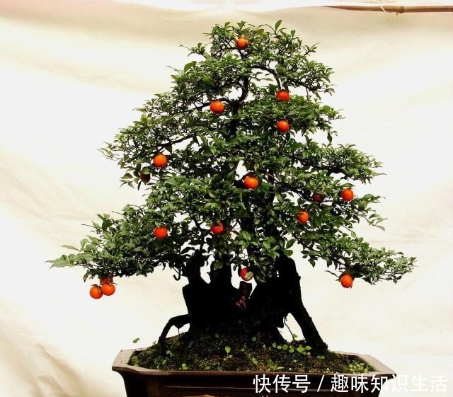 养这2种花,还能挣钱,放那不用管,养得好卖上万,挺划算!