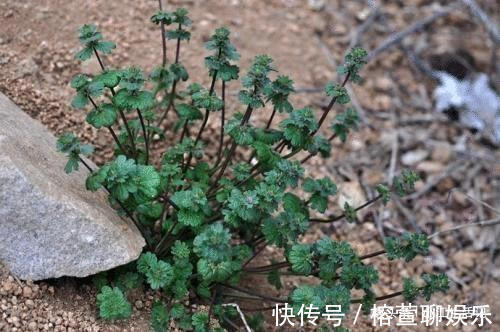 接骨莲|农村一种草,被人当野草,却能治筋骨疼痛,是名贵的“接骨莲”