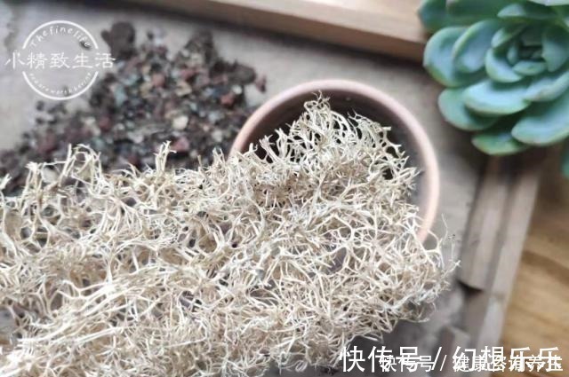 肉肉|多肉上盆,2种东西垫盆底,不烂根不黑腐,安全零成本!