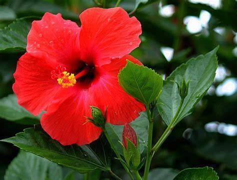 香气|养花试试这几款,花色绚丽缤,叶片四季常绿,深受人们的喜爱