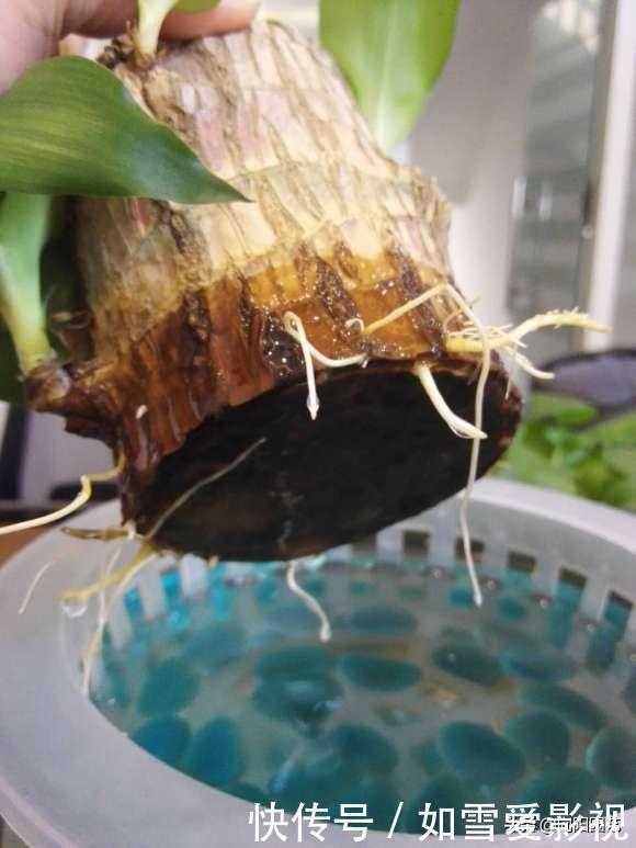 网上很火“小木桩”,60块买了一块,放水里就发芽?真是打脸了