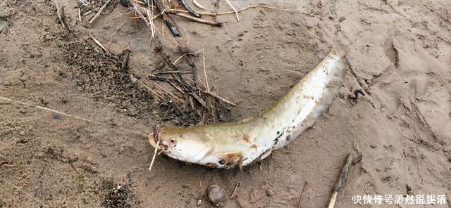 黄辣丁|黄河水位大降,钓鱼人探钓黄河滩,“野货”真不少