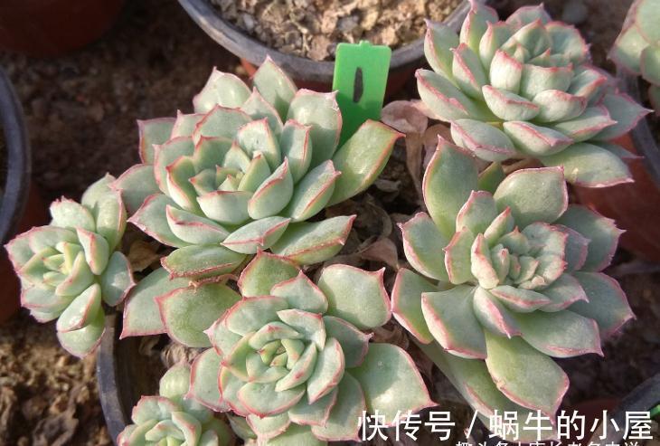 养肉路上处处坑,加州女王居然是这种多肉,不了解就掉坑里了